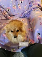 LARRY AKC, a male Pomeranian for sale in Lovington, NM – Photo 9 of 10