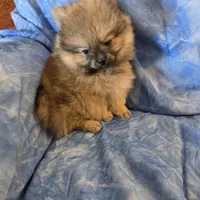 LARRY AKC, a male Pomeranian for sale in Lovington, NM – Photo 2 of 10