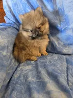 LARRY AKC, a male Pomeranian for sale in Lovington, NM – Photo 1 of 7