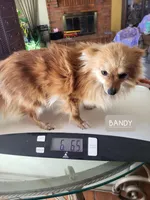 LARRY AKC, a male Pomeranian for sale in Lovington, NM – Photo 10 of 10