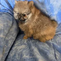 LARRY AKC, a male Pomeranian for sale in Lovington, NM – Photo 6 of 10