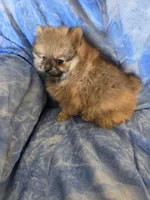 LARRY AKC, a male Pomeranian for sale in Lovington, NM – Photo 6 of 7