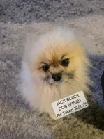 LARRY AKC, a male Pomeranian for sale in Lovington, NM – Photo 8 of 10