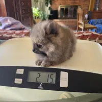 LARRY AKC, a male Pomeranian for sale in Lovington, NM – Photo 5 of 10