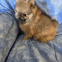 LARRY AKC, a male Pomeranian for sale in Lovington, NM – Photo 7 of 10