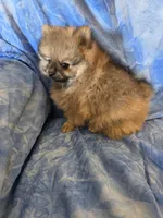 LARRY AKC, a male Pomeranian for sale in Lovington, NM – Photo 7 of 7