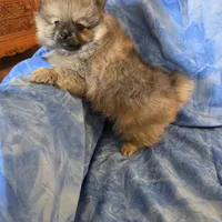 LARRY AKC, a male Pomeranian for sale in Lovington, NM – Photo 3 of 10