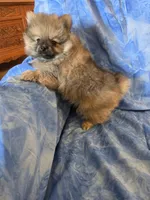 LARRY AKC, a male Pomeranian for sale in Lovington, NM – Photo 2 of 7