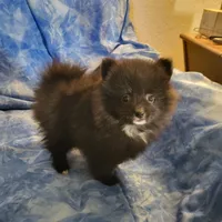 AKC SMOKEY, a male Pomeranian for sale in Lovington, NM – Photo 10 of 10