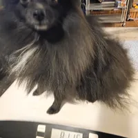 AKC SMOKEY, a male Pomeranian for sale in Lovington, NM – Photo 1 of 10