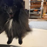 AKC SMOKEY, a male Pomeranian for sale in Lovington, NM – Photo 2 of 10