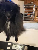 AKC SMOKEY, a male Pomeranian for sale in Lovington, NM – Photo 2 of 10