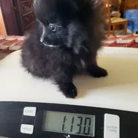 AKC SMOKEY, a male Pomeranian for sale in Lovington, NM – Photo 6 of 10