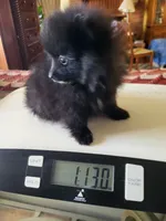 AKC SMOKEY, a male Pomeranian for sale in Lovington, NM – Photo 6 of 10