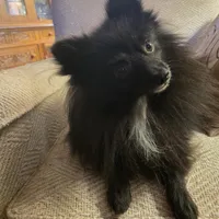 AKC SMOKEY, a male Pomeranian for sale in Lovington, NM – Photo 4 of 10