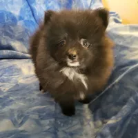 AKC SMOKEY, a male Pomeranian for sale in Lovington, NM – Photo 8 of 10