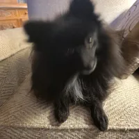 AKC SMOKEY, a male Pomeranian for sale in Lovington, NM – Photo 3 of 10