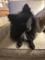 AKC SMOKEY, a male Pomeranian for sale in Lovington, NM – Photo 3 of 10