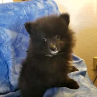 AKC SMOKEY, a male Pomeranian for sale in Lovington, NM – Photo 9 of 10