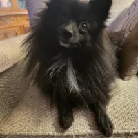 AKC SMOKEY, a male Pomeranian for sale in Lovington, NM – Photo 5 of 10