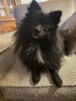 AKC SMOKEY, a male Pomeranian for sale in Lovington, NM – Photo 5 of 10