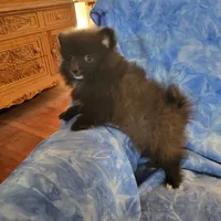 AKC SMOKEY, a male Pomeranian for sale in Lovington, NM – Photo 7 of 10