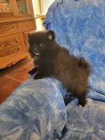 AKC SMOKEY, a male Pomeranian for sale in Lovington, NM – Photo 7 of 10