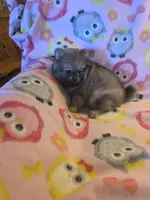 BETSY AKC "REDUCED", a female Pomeranian for sale in Lovington, NM – 4 of 7