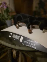 SPIKE "REDUCED", a female Miniature Dachshund for sale in Lovington, NM – 4 of 5