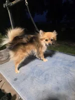 JENNEPOOH AKC "REDUCED", a female Pomeranian for sale in Lovington, NM – 6 of 6