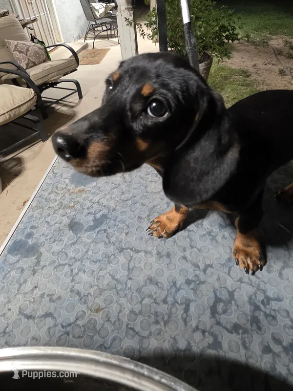 SPIKE "REDUCED" – Miniature Dachshund puppy for sale in Lovington, NM