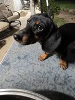 SPIKE "REDUCED", a female Miniature Dachshund for sale in Lovington, NM – 1 of 5