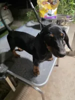 SISTER AKC "REDUCED", a female Miniature Dachshund for sale in Lovington, NM – 3 of 4