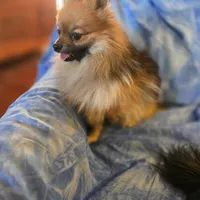 MAVERICK AKC, a male Pomeranian for sale in Lovington, NM – Photo 4 of 8