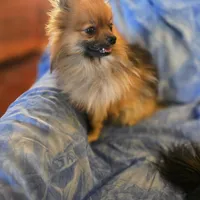 MAVERICK AKC, a male Pomeranian for sale in Lovington, NM – Photo 5 of 8
