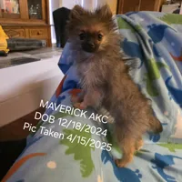 MAVERICK AKC, a male Pomeranian for sale in Lovington, NM – Photo 7 of 8