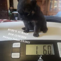 MAVERICK AKC, a male Pomeranian for sale in Lovington, NM – Photo 6 of 8