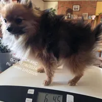 MAVERICK AKC, a male Pomeranian for sale in Lovington, NM – Photo 2 of 8