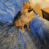 MAVERICK AKC, a male Pomeranian for sale in Lovington, NM – Photo 3 of 8