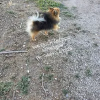 MAVERICK AKC, a male Pomeranian for sale in Lovington, NM – Photo 1 of 8