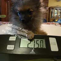 MAVERICK AKC, a male Pomeranian for sale in Lovington, NM – Photo 8 of 8