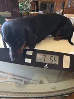 BUDDY AKC "REDUCED", a male Miniature Dachshund for sale in Lovington, NM – 2 of 3