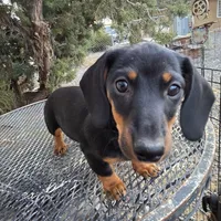 AKC BG, a female Dachshund for sale in Lovington, NM – Photo 3 of 4