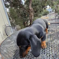 AKC BG, a female Dachshund for sale in Lovington, NM – Photo 4 of 4