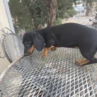 AKC BG, a female Dachshund for sale in Lovington, NM – Photo 2 of 4