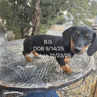 AKC BG, a female Dachshund for sale in Lovington, NM – Photo 1 of 4