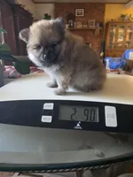 BUSTER AKC "REDUCED", a male Pomeranian for sale in Lovington, NM – 7 of 8