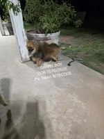 DANNY BOY AKC "REDUCED", a male Pomeranian for sale in Lovington, NM – 2 of 9