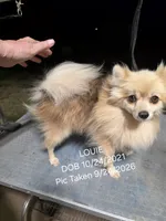 AKC LOUIE "REDUCED", a male Pomeranian for sale in Lovington, NM – 3 of 9