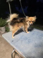 JENNEPOOH AKC "REDUCED", a female Pomeranian for sale in Lovington, NM – 3 of 6